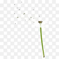 瓷砖白色地板材料图案-蒲公英PNG-空若网 瓷砖白色地板材料图案-蒲公英PNG-空若网