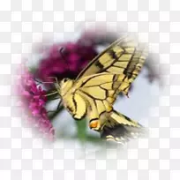 蝶蛾昆虫羽翼卷心菜白色昆虫-空若网 蝶蛾昆虫羽翼卷心菜白色昆虫-空若网