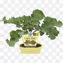 春绿甘蓝芽甘蓝蔬菜发芽甘蓝-空若网 春绿甘蓝芽甘蓝蔬菜发芽甘蓝-空若网