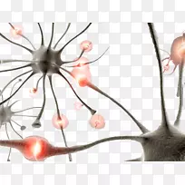 人脑神经元突触神经系统-显微镜下的细菌和真菌-空若网 人脑神经元突触神经系统-显微镜下的细菌和真菌-空若网