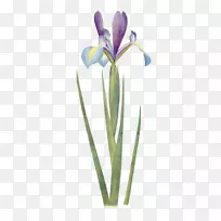 �βֲ��ѧ����ֲ��廭�ں�Ĥ��ɫ���ܲ���-������