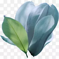 »¨°êÒ¶¿ª»¨Ö²ÎïÂÌËÉʯҶ-¿ÕÈôÍø »¨°êÒ¶¿ª»¨Ö²ÎïÂÌËÉʯҶ-¿ÕÈôÍø