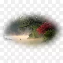 桌面壁纸树电脑水壁纸树-空若网 桌面壁纸树电脑水壁纸树-空若网