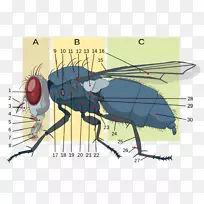 昆虫形态学家蝇解剖-空若网 昆虫形态学家蝇解剖-空若网
