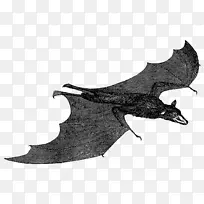 海洋白色蝙蝠-空若网 海洋白色蝙蝠-空若网