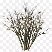 灌木花枯萎灌木-空若网 灌木花枯萎灌木-空若网