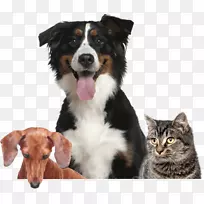 伯恩塞山犬澳大利亚牧羊犬英国牧羊犬繁殖边境牧羊犬兽医-空若网 伯恩塞山犬澳大利亚牧羊犬英国牧羊犬繁殖边境牧羊犬兽医-空若网