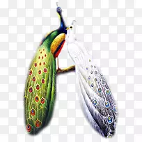 鸟孔雀-空若网 鸟孔雀-空若网