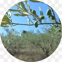 橄榄-橄榄-空若网 橄榄-橄榄-空若网