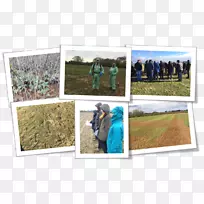 生态画框草人工林-空若网 生态画框草人工林-空若网