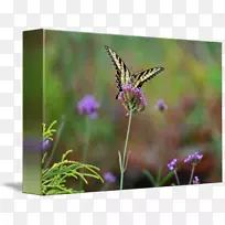 ë���׵ĺ���Ӣ��޹�²ݺ�������-������β-������