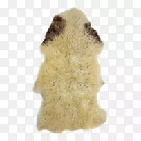 毛皮鼻子-空若网 毛皮鼻子-空若网