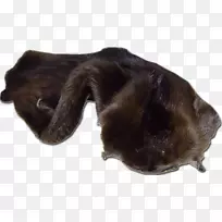 犬种小狗运动团体鼻子皮毛贸易-空若网 犬种小狗运动团体鼻子皮毛贸易-空若网