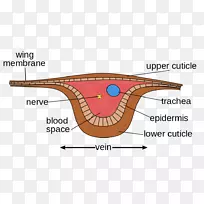 昆虫翅脉蜻蜓膜翅昆虫-空若网 昆虫翅脉蜻蜓膜翅昆虫-空若网