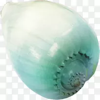 海贝壳滩海螺滩元素-空若网 海贝壳滩海螺滩元素-空若网