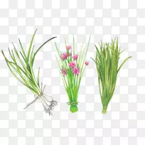 甜草植物茎水族馆-空若网 甜草植物茎水族馆-空若网