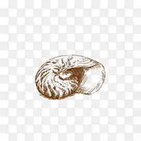 下载手绘海螺-空若网 下载手绘海螺-空若网