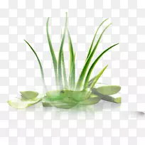 叶草替代保健服务.绿芦荟-空若网 叶草替代保健服务.绿芦荟-空若网