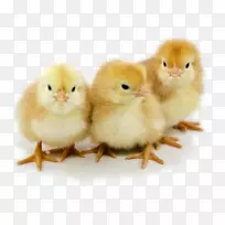 �Ĵ�����Wyandotte���º���ʲ���ݼ�����������-�޵õ���-������