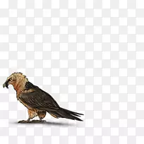 鹰鸟埃及秃鹰须秃鹰-鹰-空若网 鹰鸟埃及秃鹰须秃鹰-鹰-空若网
