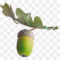 橡树枫山-灰烬剪贴画-xo-空若网 橡树枫山-灰烬剪贴画-xo-空若网