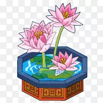 花盆花卉植物-荷花科-空若网 花盆花卉植物-荷花科-空若网