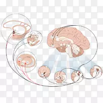 蓝斑人脑去甲肾上腺素系统-阿尔茨海默病-空若网 蓝斑人脑去甲肾上腺素系统-阿尔茨海默病-空若网