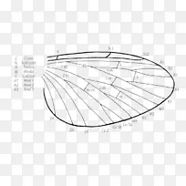 ?y?kowanie skrzyd?a������?y?kaӬ��-������