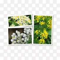 花卉设计切花野花芥菜.设计-空若网 花卉设计切花野花芥菜.设计-空若网