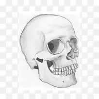 鼻颌口素描-头骨-空若网 鼻颌口素描-头骨-空若网