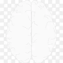 鼻子走白-大脑半球-空若网 鼻子走白-大脑半球-空若网