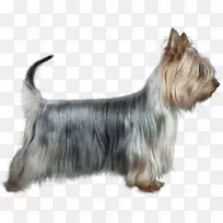 斯凯猎犬澳大利亚丝绸猎犬澳大利亚猎犬约克郡猎犬凯恩猎犬澳大利亚丝毛猎犬-空若网 斯凯猎犬澳大利亚丝绸猎犬澳大利亚猎犬约克郡猎犬凯恩猎犬澳大利亚丝毛猎犬-空若网