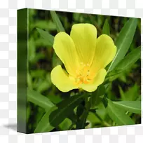 ���������¼��ݣ�խҶ�棬���¼��ݣ�glbsstxa��glb3000ov��r EUR·-������