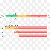 腺相关病毒主要衣壳蛋白VP1细小病毒基因组-空若网 腺相关病毒主要衣壳蛋白VP1细小病毒基因组-空若网