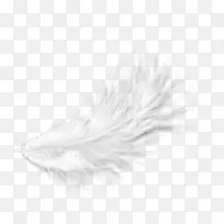 白色羽毛黑色图案-漂浮的白色羽毛毛-空若网 白色羽毛黑色图案-漂浮的白色羽毛毛-空若网