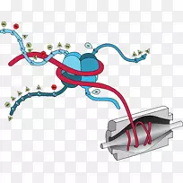 组蛋白表观遗传学研究-翻译后修饰染色质-空若网 组蛋白表观遗传学研究-翻译后修饰染色质-空若网