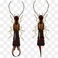 ���ֵ�̺�׳�-������