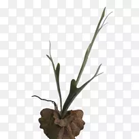 小枝花盆草植物茎花-空若网 小枝花盆草植物茎花-空若网