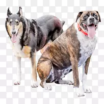 犬鼻杂交犬-空若网 犬鼻杂交犬-空若网