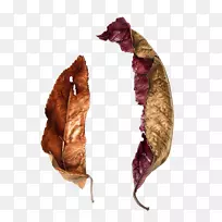 ֲ���ͼˮ�ʻ�ֲ���ͼ��Ҷ-������