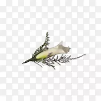 昆虫-空若网 昆虫-空若网