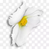 5月20日电子邮件花瓣-空若网 5月20日电子邮件花瓣-空若网