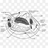 ������Ʋ�ͼ-���-������