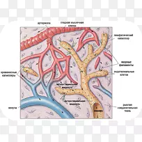淋巴管淋巴系统淋巴管-心脏-空若网 淋巴管淋巴系统淋巴管-心脏-空若网