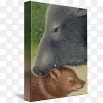 海狸,熊,鼻子,野猪-空若网 海狸,熊,鼻子,野猪-空若网