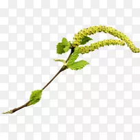 桦树种子树剪贴画-空若网 桦树种子树剪贴画-空若网