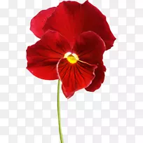 ÅËÎ÷»¨°ê×ÏÂÞÀ¼»¨-¿ÕÈôÍø ÅËÎ÷»¨°ê×ÏÂÞÀ¼»¨-¿ÕÈôÍø