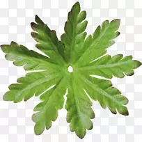 Ҷ��-Ҷ-������