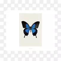 蝴蝶羽绒被粉红色黑色被子-帕皮利奥尤利西斯-空若网 蝴蝶羽绒被粉红色黑色被子-帕皮利奥尤利西斯-空若网