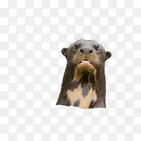 ����ຣ��½���������Ұ�����ﺣ��-������